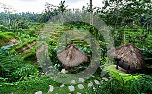 Rice terraces in Bali