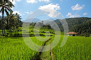 Rice Terraces in Bali