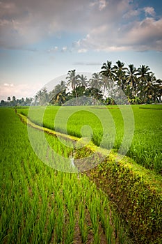 Rice terraces of bali, indonesia