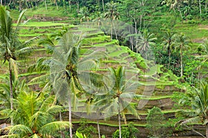 Rice terraces of bali, indonesia