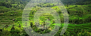 Rice Terraces, Bali, Indonesia