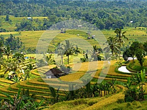 The Rice Terraces of Bali Indonesia