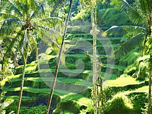 Rice terraces in Bali, Indonesia. Bali is one of the most beautiful places in the world.