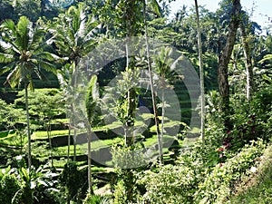 Rice terraces in Bali, Indonesia. Bali is one of the most beautiful places in the world.