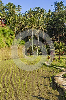Rice Terraces, Bali. Indonesia. Green cascade rice field plantation