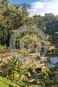 Rice Terraces, Bali. Indonesia. Green cascade rice field plantation