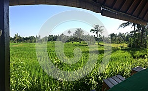 Rice terraces, Bali, Indonesia