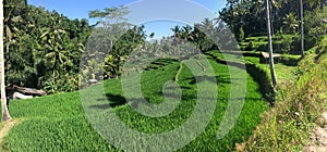 Rice terraces, Bali, Indonesia