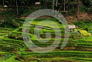 Rice terraces in Bali Indonesia. Terrace rice fields, Bali, Indonesia. Green cascade rice field plantation at Tegalalang terrace.