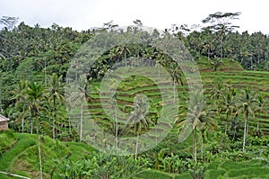 Rice terraces. Bali`s beautiful nature