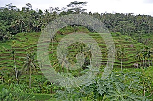 Rice terraces. Bali`s beautiful nature