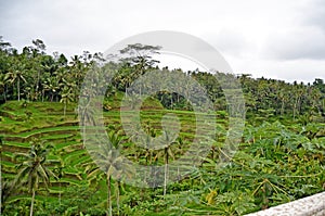 Rice terraces. Bali`s beautiful nature