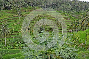 Rice terraces. Bali`s beautiful nature