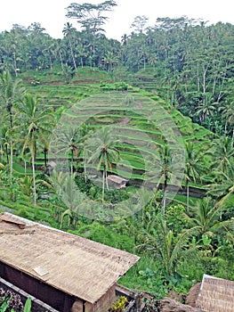 Rice terraces. Bali`s beautiful nature