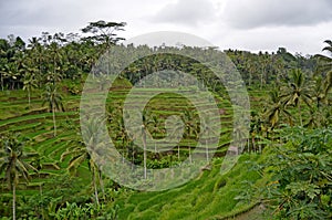 Rice terraces. Bali`s beautiful nature