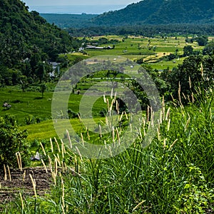 Rice terraces on Bali. Spikes of grass in the foreground