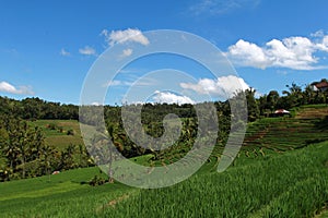 rice terraces in bali