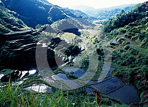 The Rice terraces of Banaue belong to the Unesco World Heritage