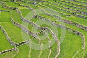 Rice terraces in Banaue the Philippines