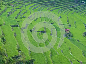 Rice terraces in Banaue the Philippines