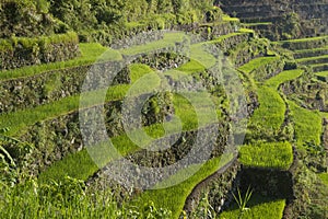 Rice terraces in Banaue the Philippines