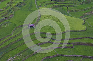 Rice terraces in Banaue the Philippines