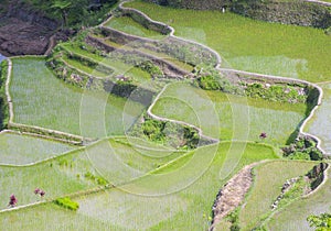 Rice terraces in Banaue the Philippines