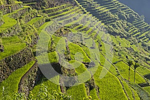 Rice terraces in Banaue the Philippines