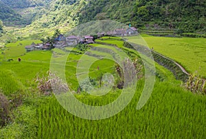 Rice terraces in Banaue the Philippines