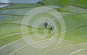 Rice terraces in Banaue the Philippines