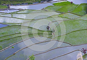 Rice terraces in Banaue the Philippines