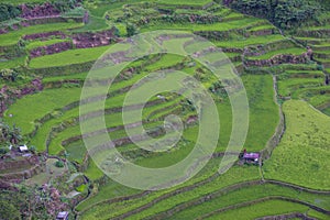 Rice terraces in Banaue the Philippines