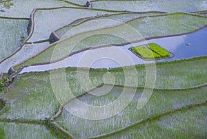 Rice terraces in Banaue the Philippines