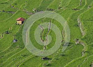 Rice terraces in Banaue the Philippines