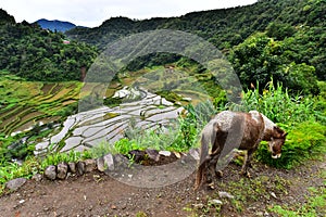 Rice Terraces - Batad, Philippines