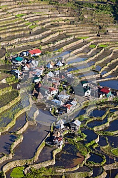 Rice terraces in Batad, Philippines