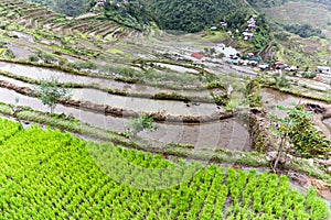Rice terraces Batad philippines