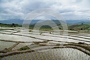 Rice terraces