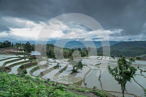 Rice terraces