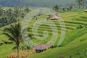 Rice terraces in Central Bali