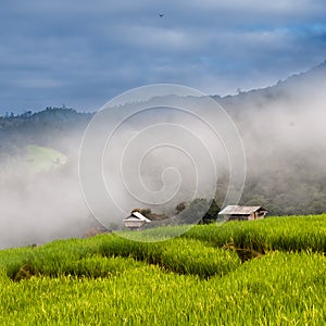 Rice terraces in Chiang mai,Thailand