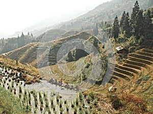 Rice terraces in china
