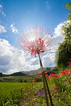 Rice terraces and cluster amaryllis