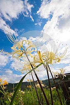 Rice terraces and cluster amaryllis