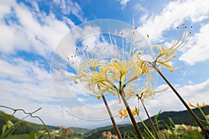 Rice terraces and cluster amaryllis