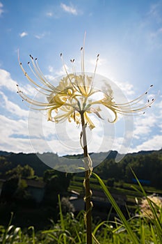 Rice terraces and cluster amaryllis