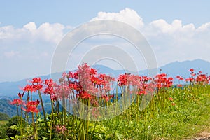 Rice terraces and cluster amaryllis