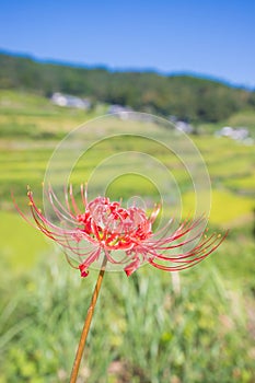 Rice terraces and cluster amaryllis