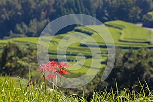 Rice terraces and cluster amaryllis