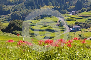 Rice terraces and cluster amaryllis